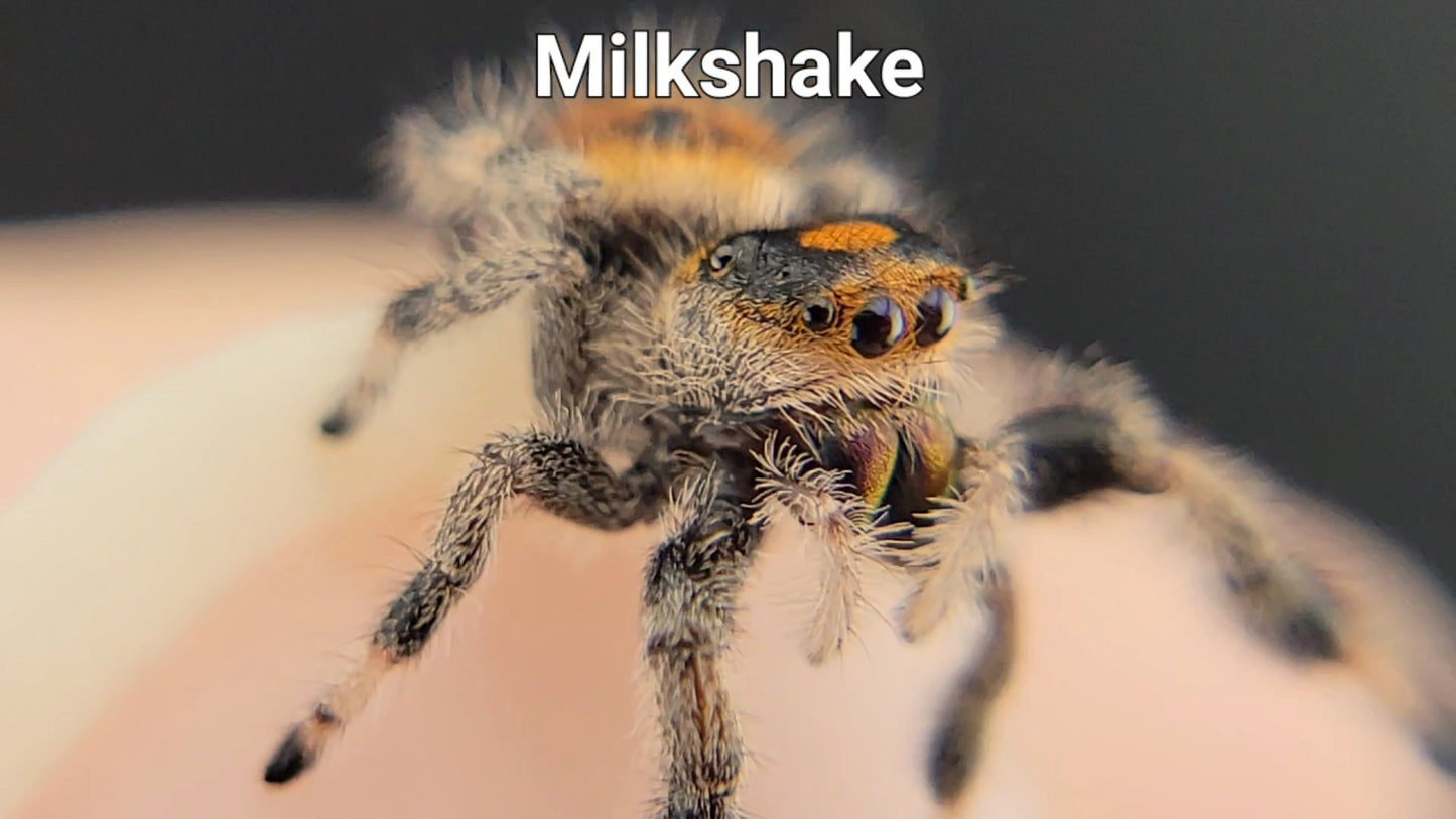 Milkshake - Female Regal (Shipping Invoiced Separately)