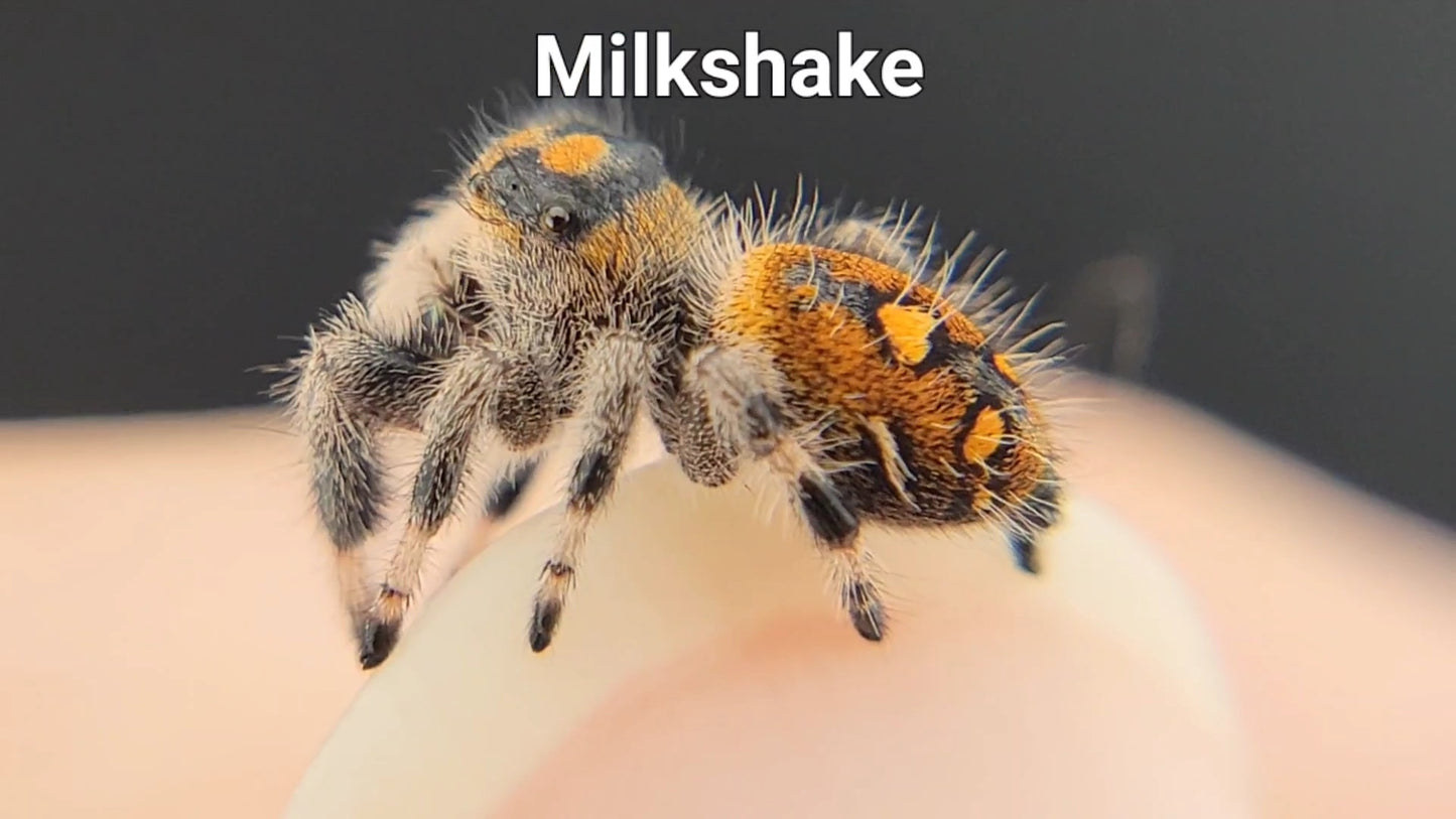 Milkshake - Female Regal (Shipping Invoiced Separately)