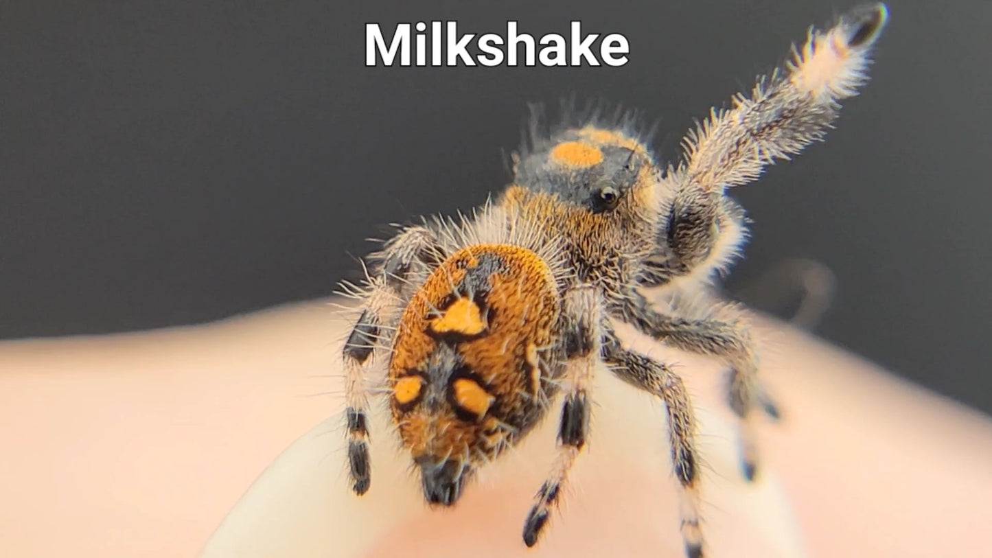 Milkshake - Female Regal (Shipping Invoiced Separately)