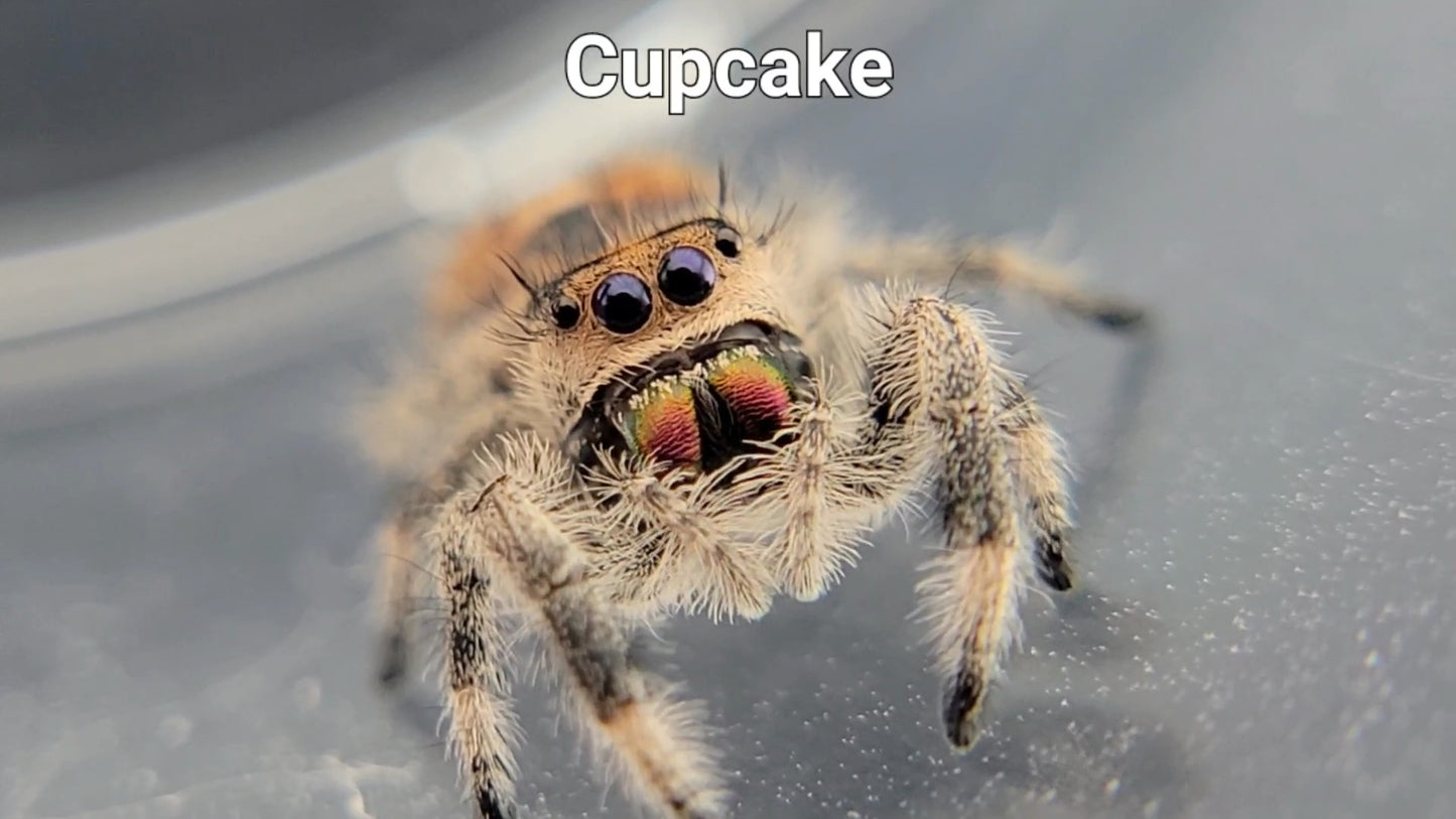 Cupcake - Female Regal (Shipping Invoiced Separately)