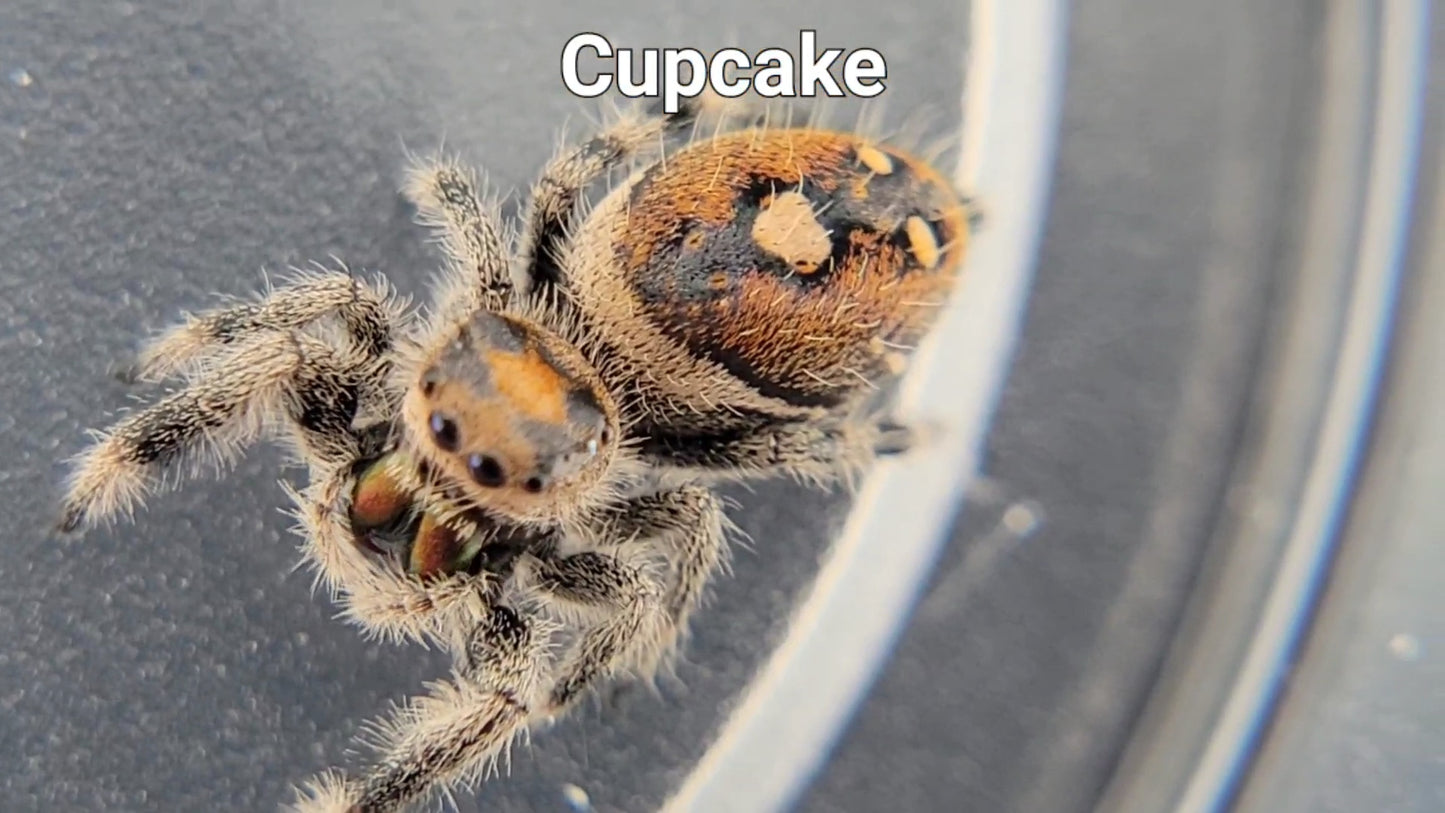 Cupcake - Female Regal (Shipping Invoiced Separately)