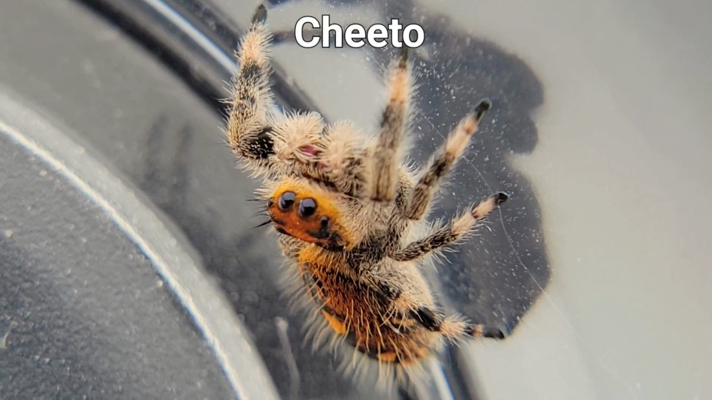 Cheeto - Female Regal (Shipping Invoiced Separately)