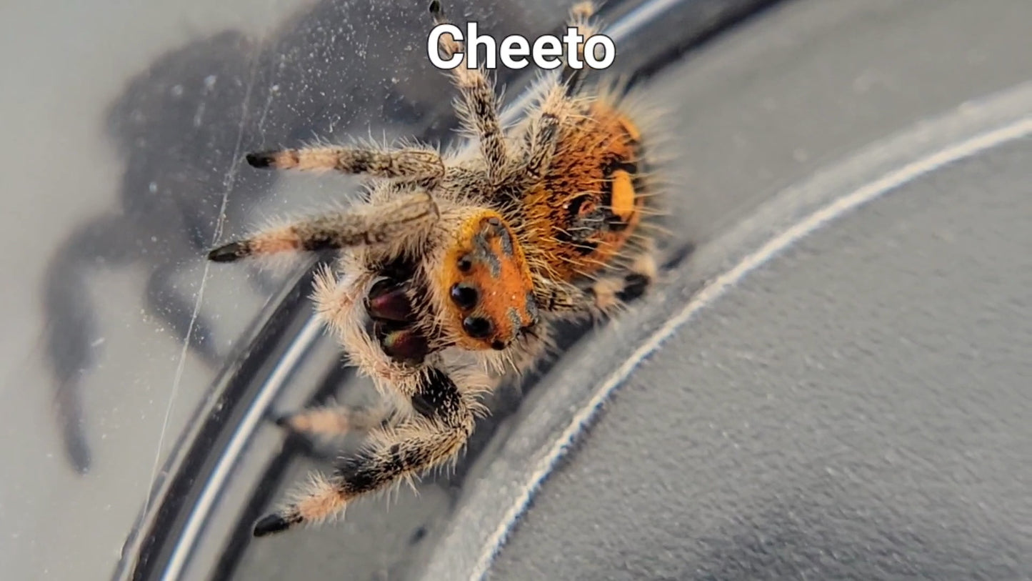 Cheeto - Female Regal (Shipping Invoiced Separately)