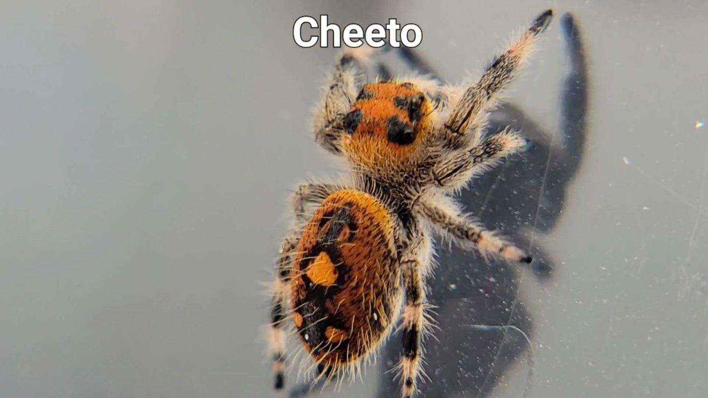 Cheeto - Female Regal (Shipping Invoiced Separately)