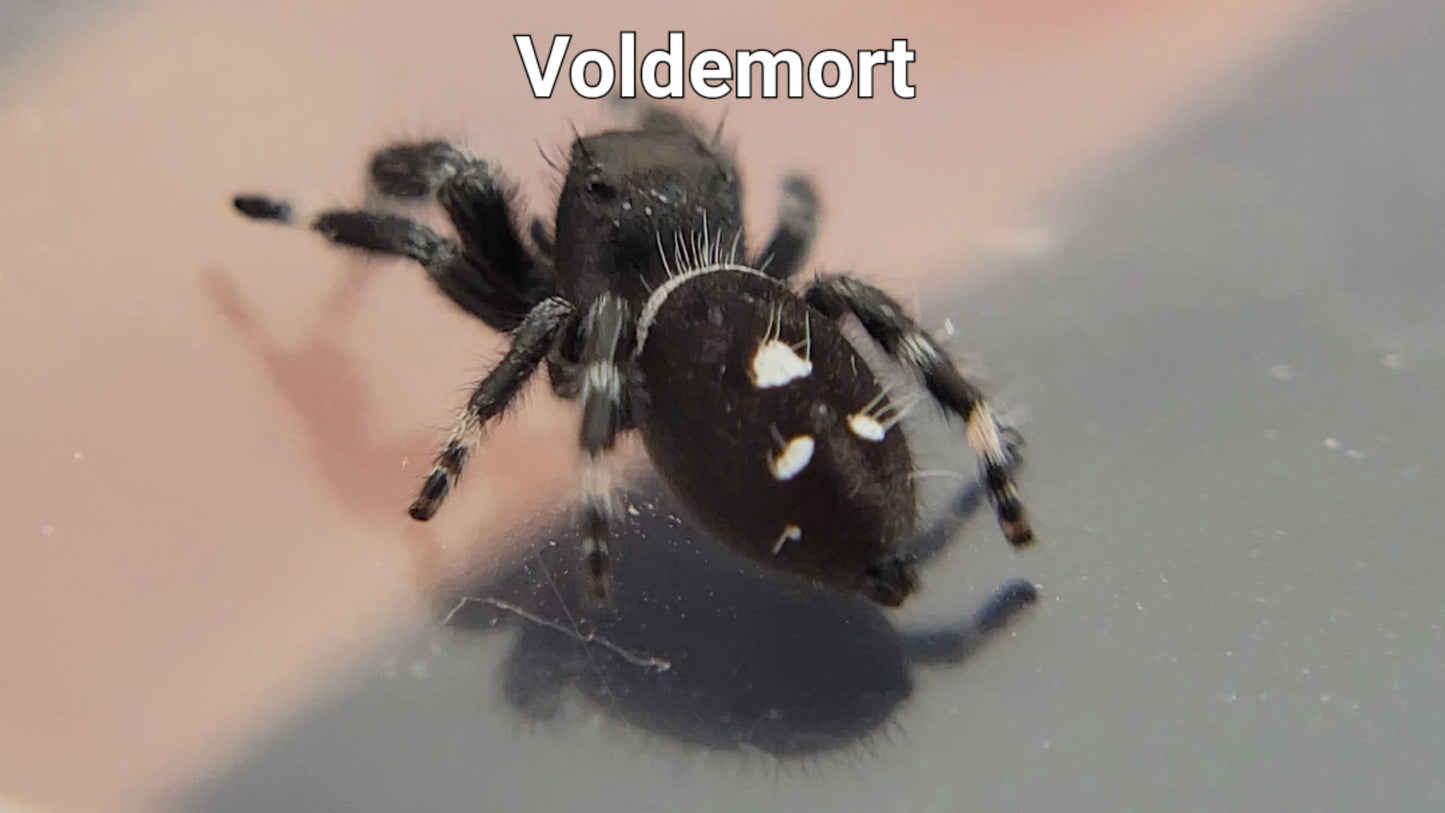 Voldemort - Male Regal (Shipping Invoiced Separately)