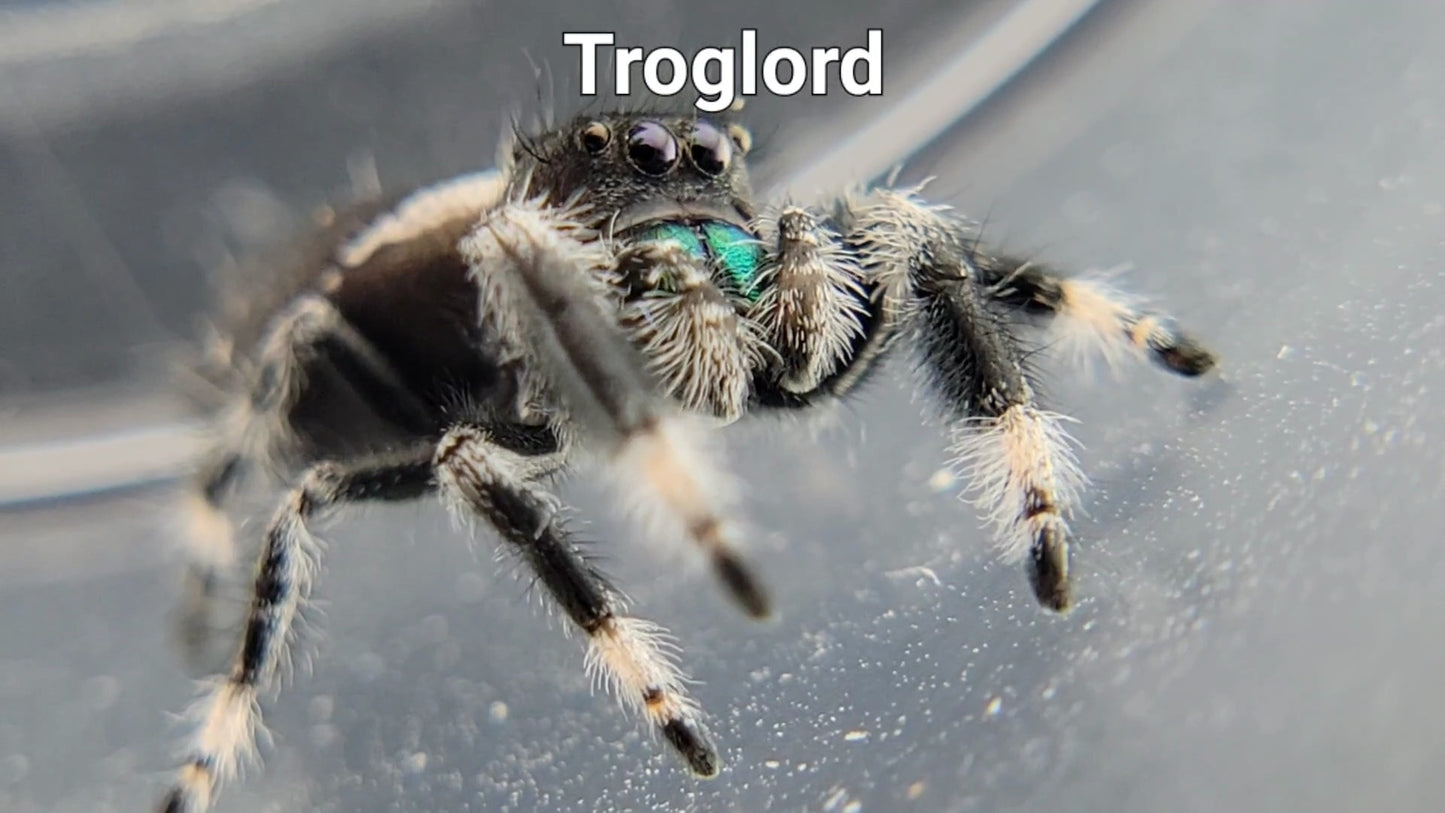 Troglord - Male Regal (Shipping Invoiced Separately)