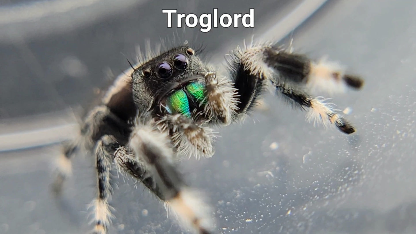 Troglord - Male Regal (Shipping Invoiced Separately)