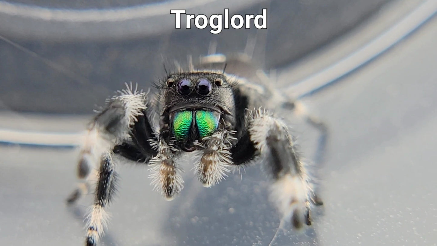 Troglord - Male Regal (Shipping Invoiced Separately)