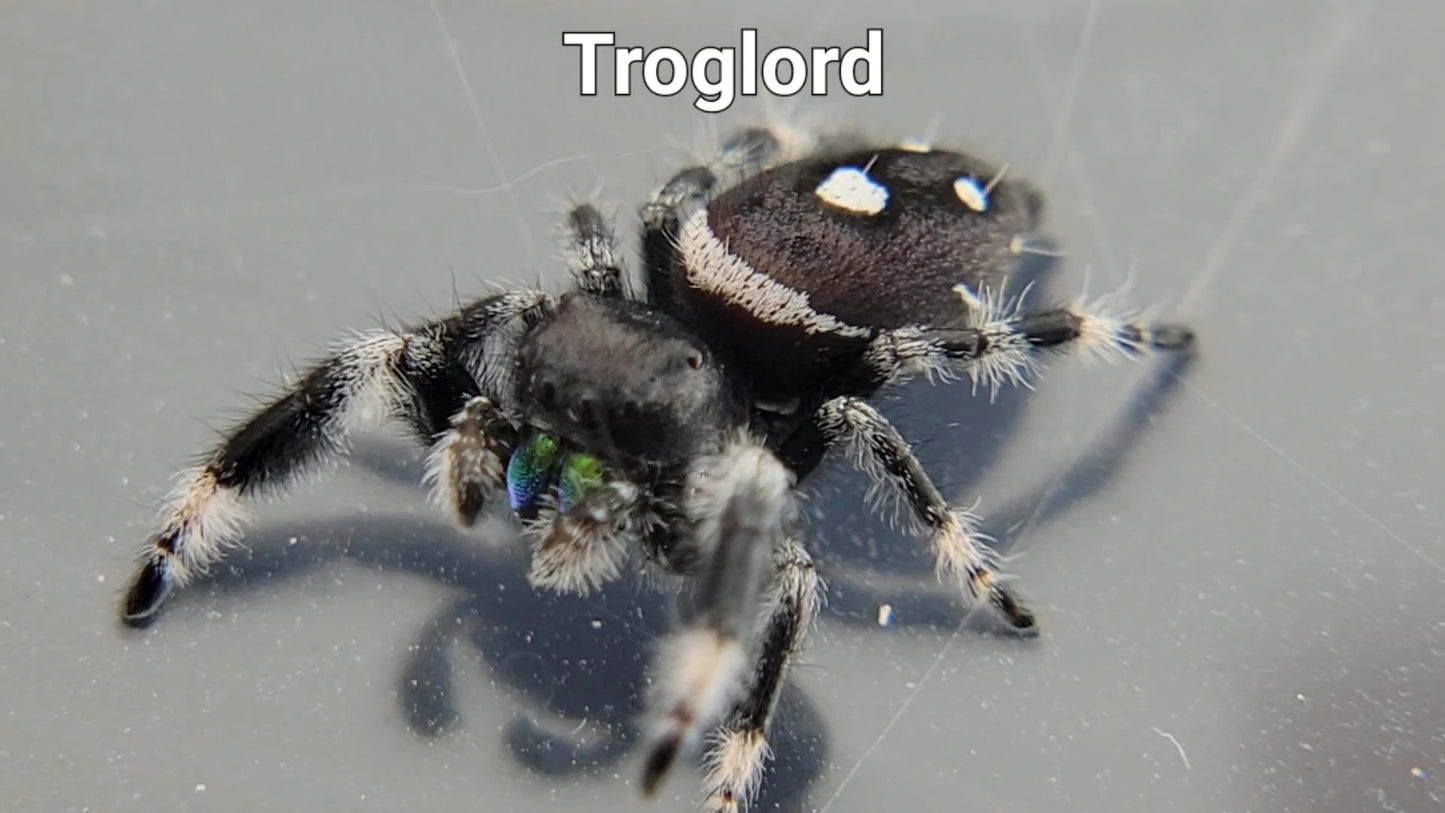 Troglord - Male Regal (Shipping Invoiced Separately)