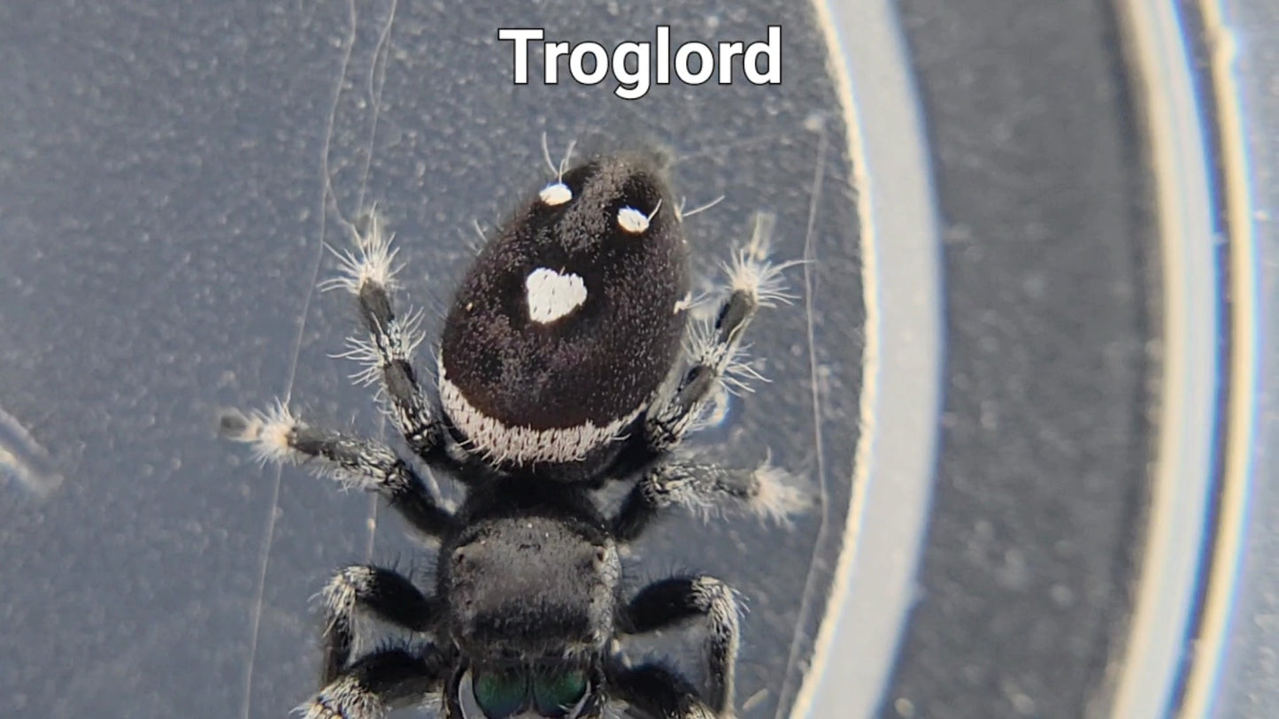 Troglord - Male Regal (Shipping Invoiced Separately)