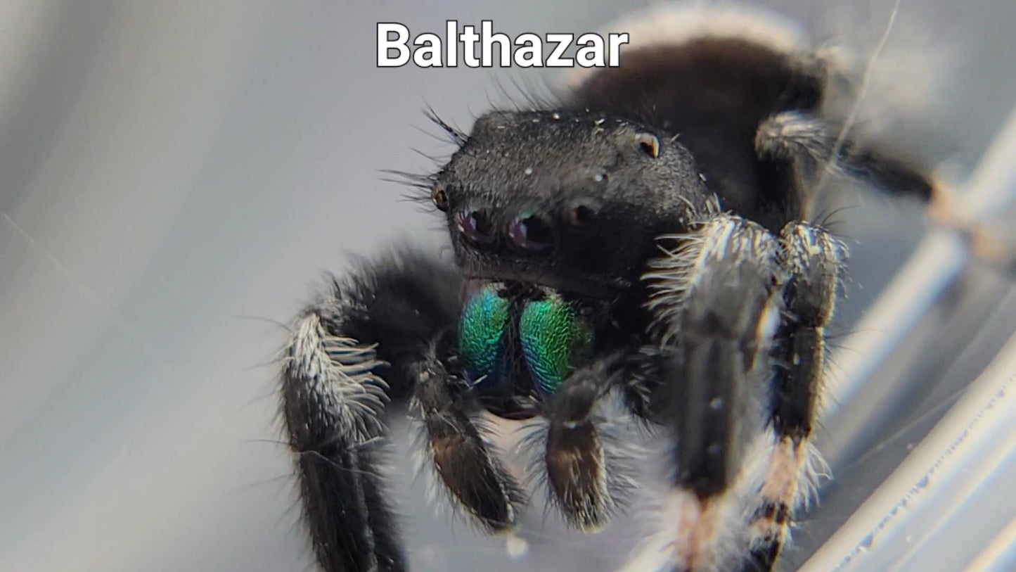 Balthazar - Male Regal (Shipping Invoiced Separately)