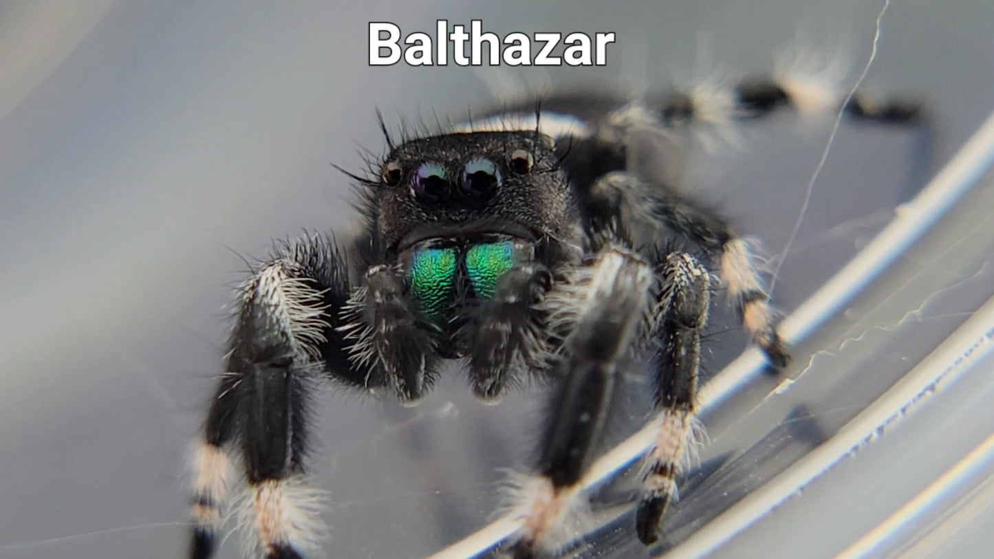 Balthazar - Male Regal (Shipping Invoiced Separately)