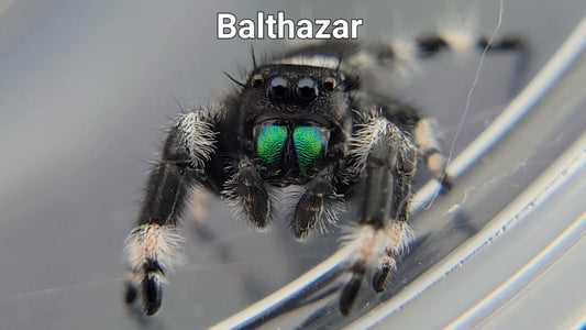 Balthazar - Male Regal (Shipping Invoiced Separately)