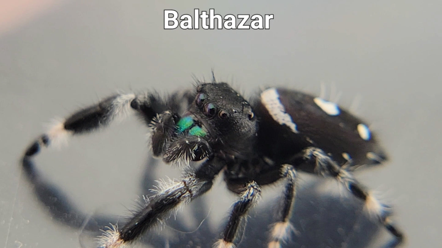 Balthazar - Male Regal (Shipping Invoiced Separately)