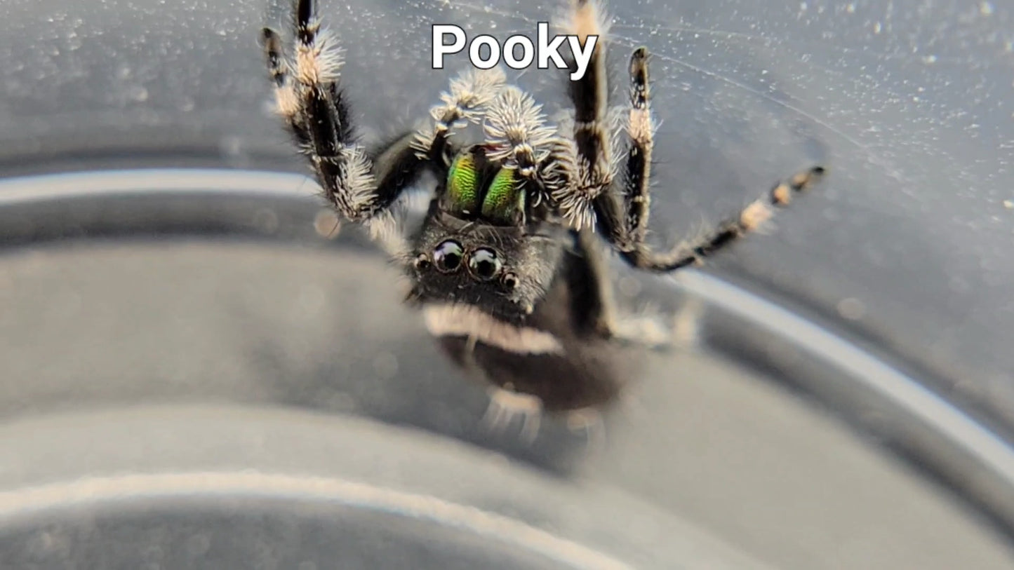 Pooky - Male Regal (Shipping Invoiced Separately)