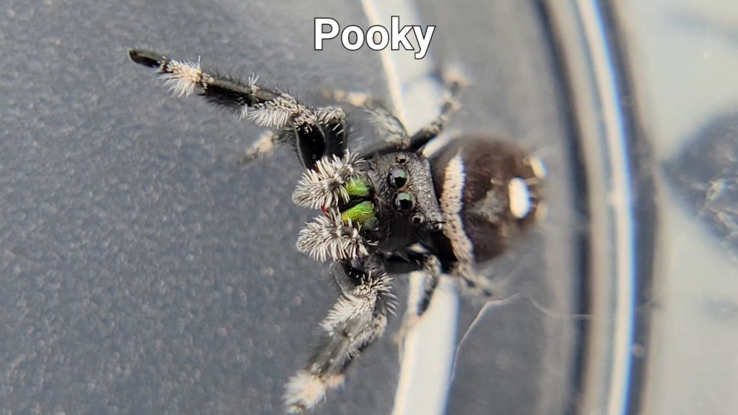 Pooky - Male Regal (Shipping Invoiced Separately)