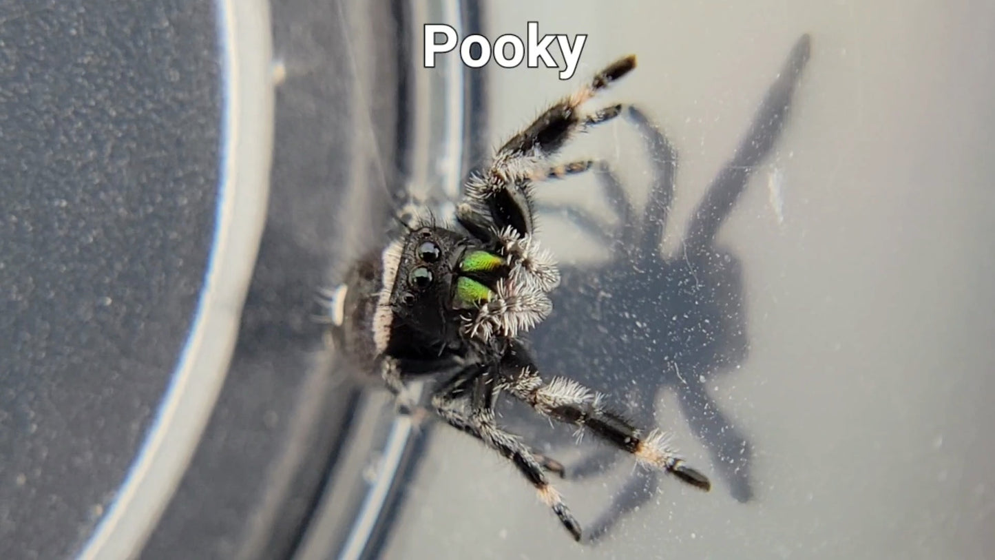 Pooky - Male Regal (Shipping Invoiced Separately)