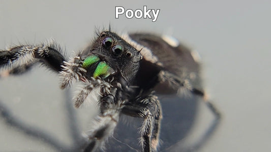 Pooky - Male Regal (Shipping Invoiced Separately)