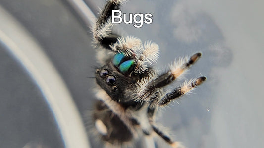 Bugs - Male Regal (Shipping Invoiced Separately)