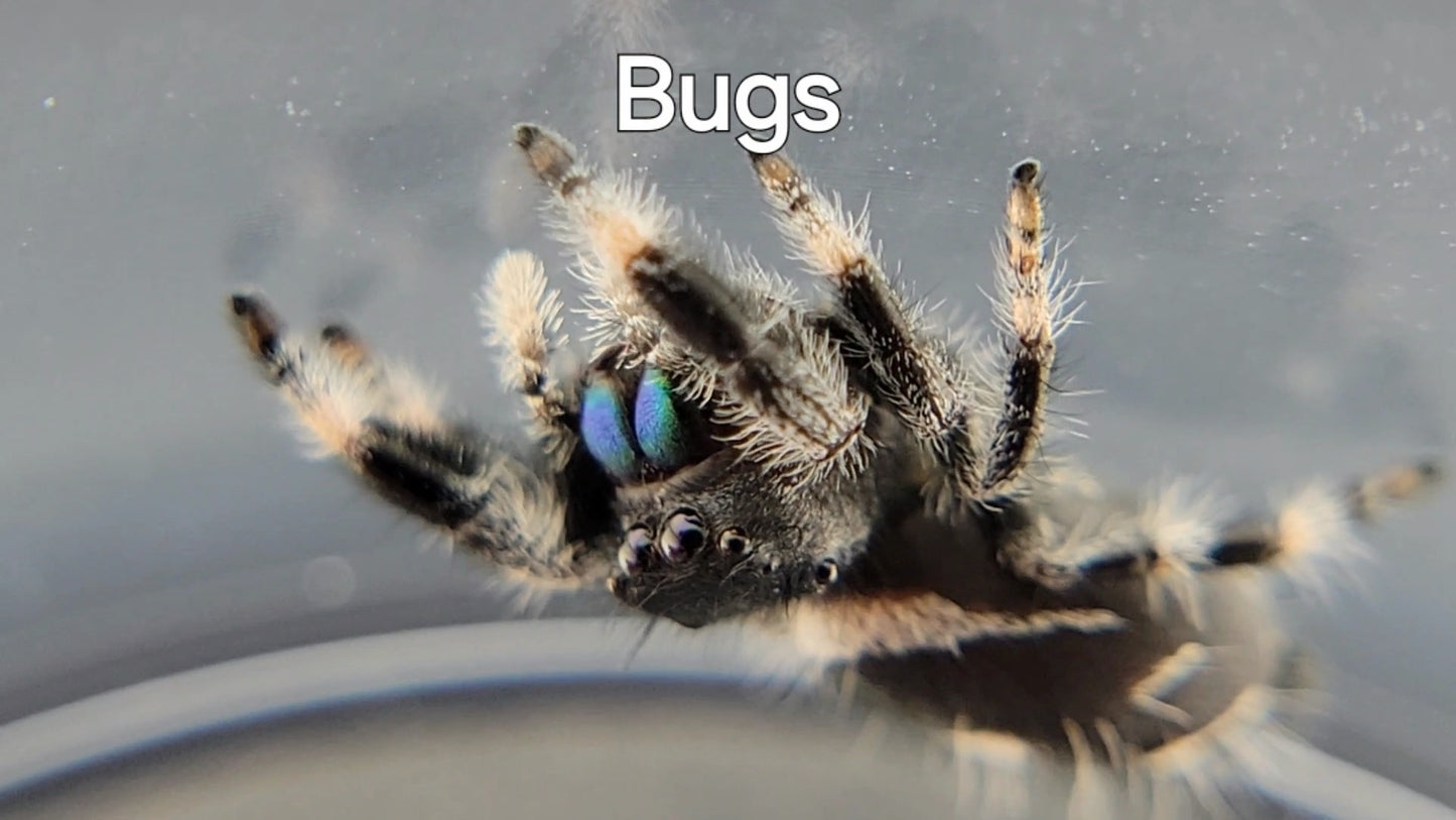 Bugs - Male Regal (Shipping Invoiced Separately)