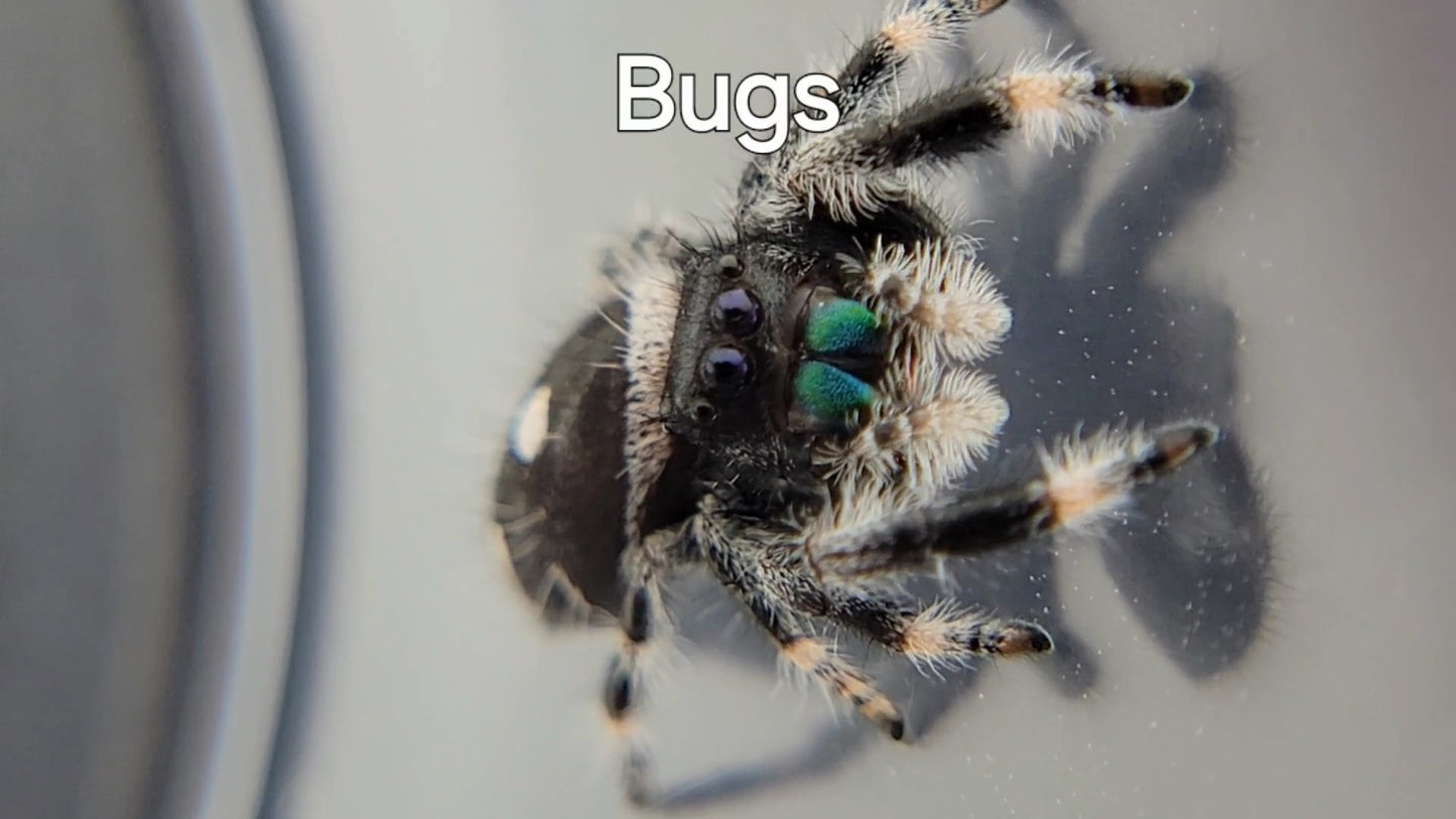 Bugs - Male Regal (Shipping Invoiced Separately)