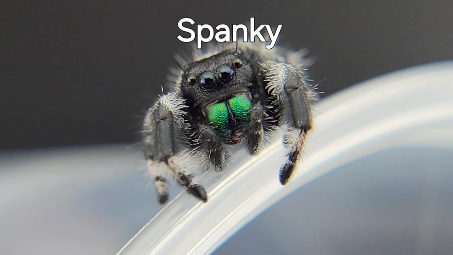 Spanky - Male Regal (Shipping Invoiced Separately)