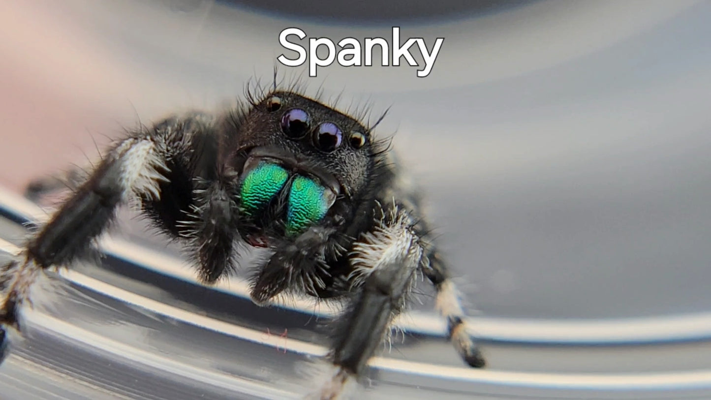 Spanky - Male Regal (Shipping Invoiced Separately)