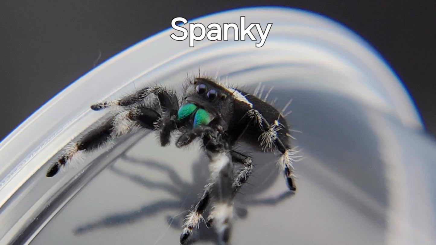 Spanky - Male Regal (Shipping Invoiced Separately)