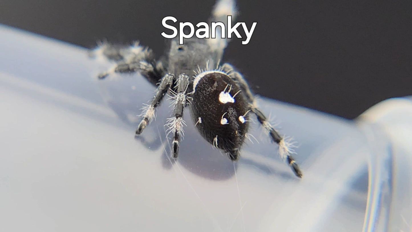 Spanky - Male Regal (Shipping Invoiced Separately)