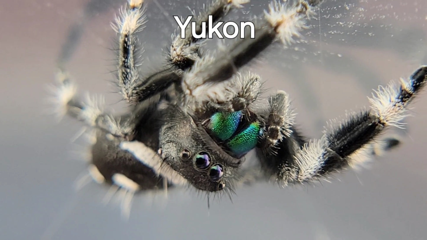 Yukon - Male Regal (Shipping Invoiced Separately)