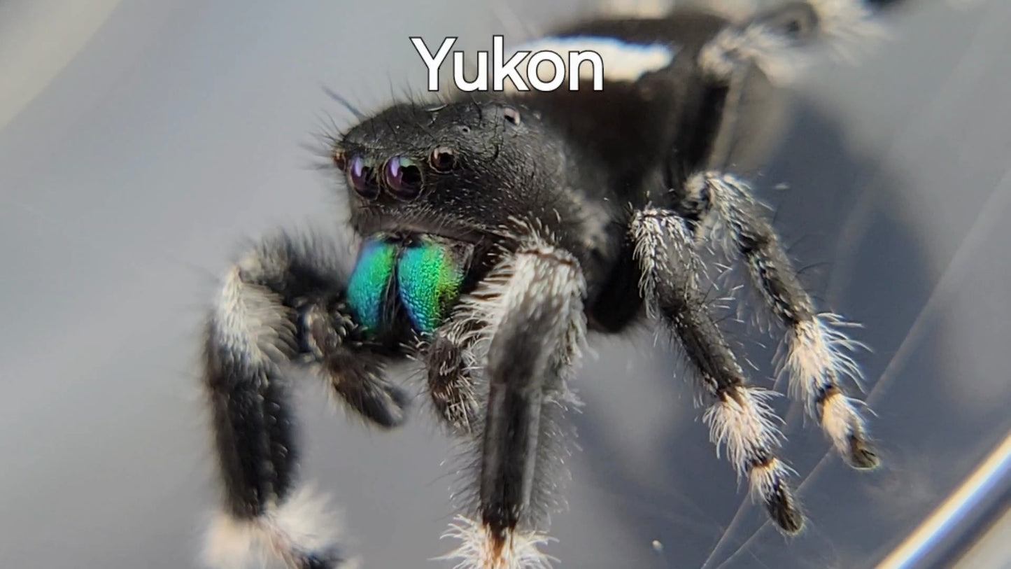 Yukon - Male Regal (Shipping Invoiced Separately)