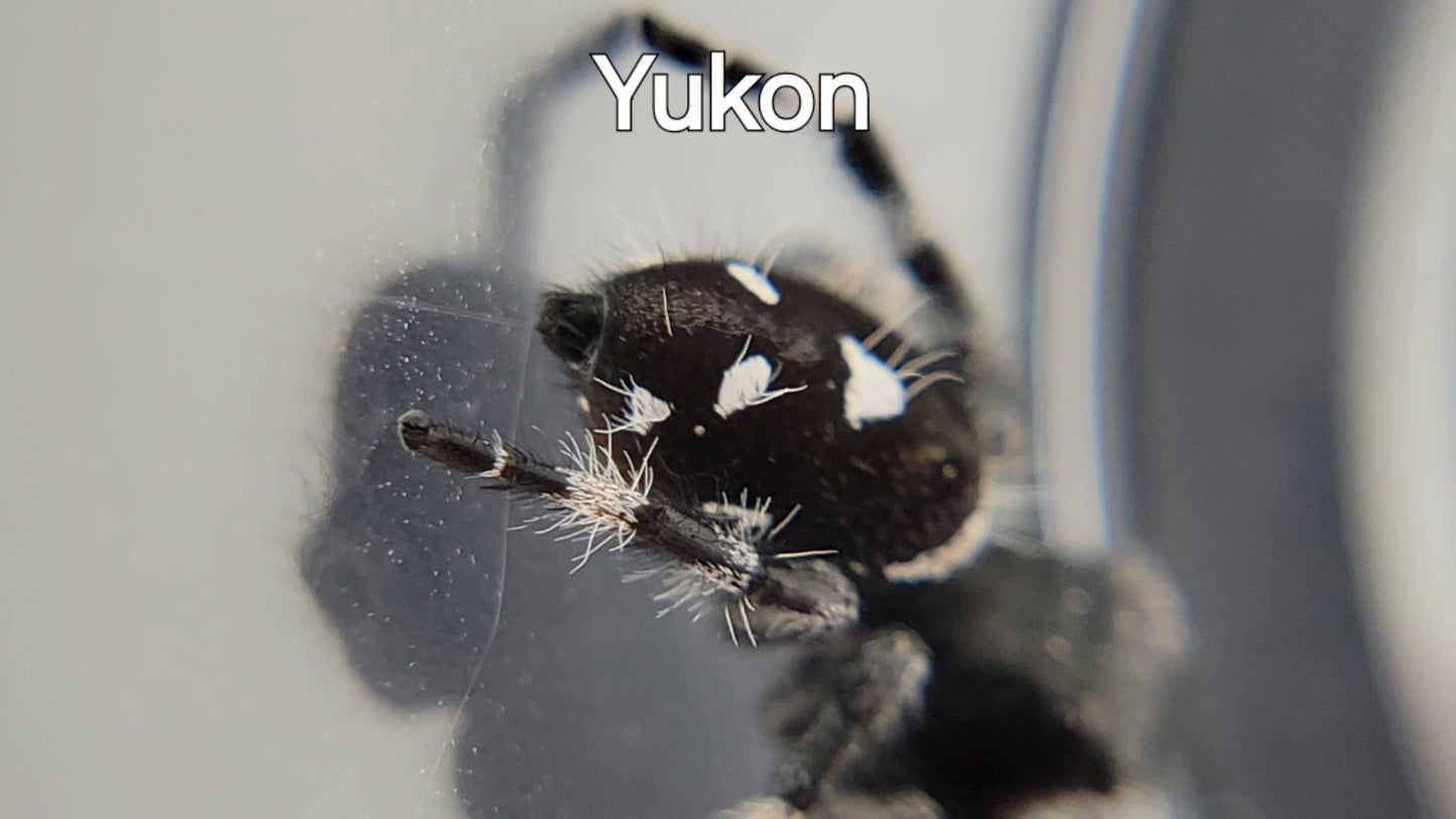 Yukon - Male Regal (Shipping Invoiced Separately)