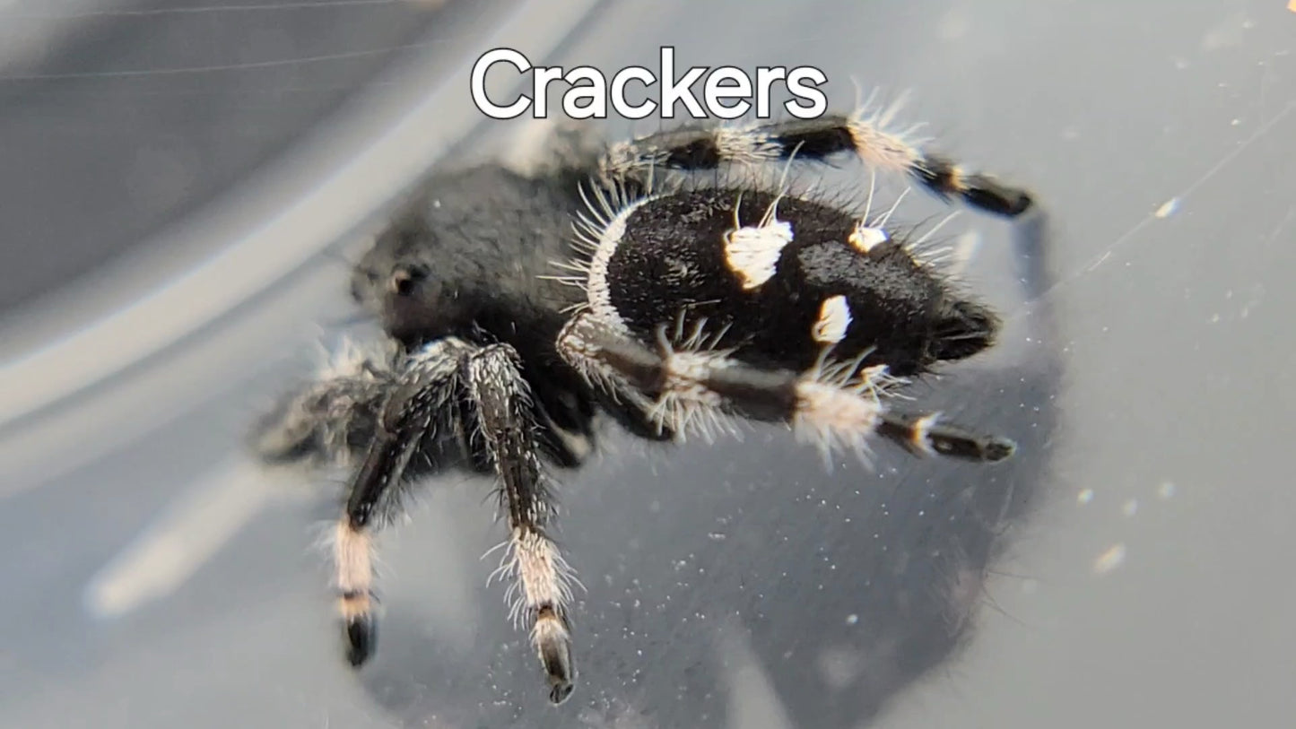 Crackers - Male Regal (Shipping Invoiced Separately)