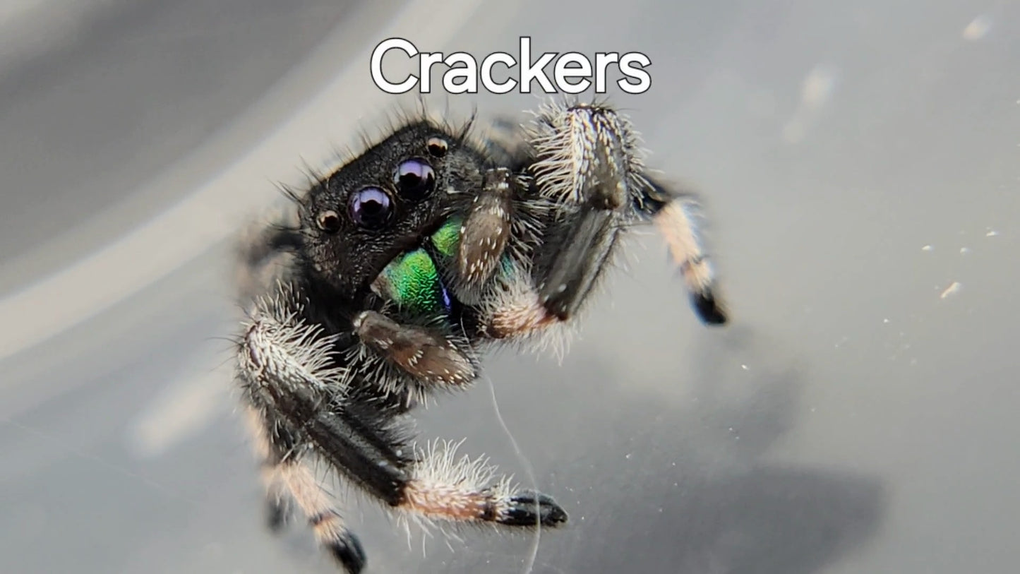 Crackers - Male Regal (Shipping Invoiced Separately)