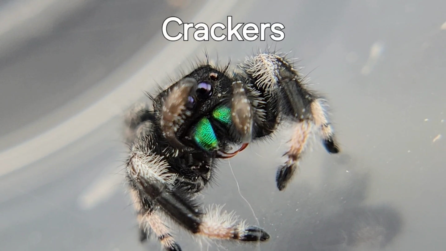 Crackers - Male Regal (Shipping Invoiced Separately)