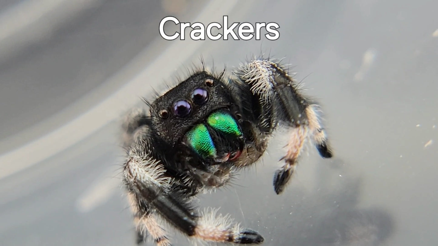 Crackers - Male Regal (Shipping Invoiced Separately)