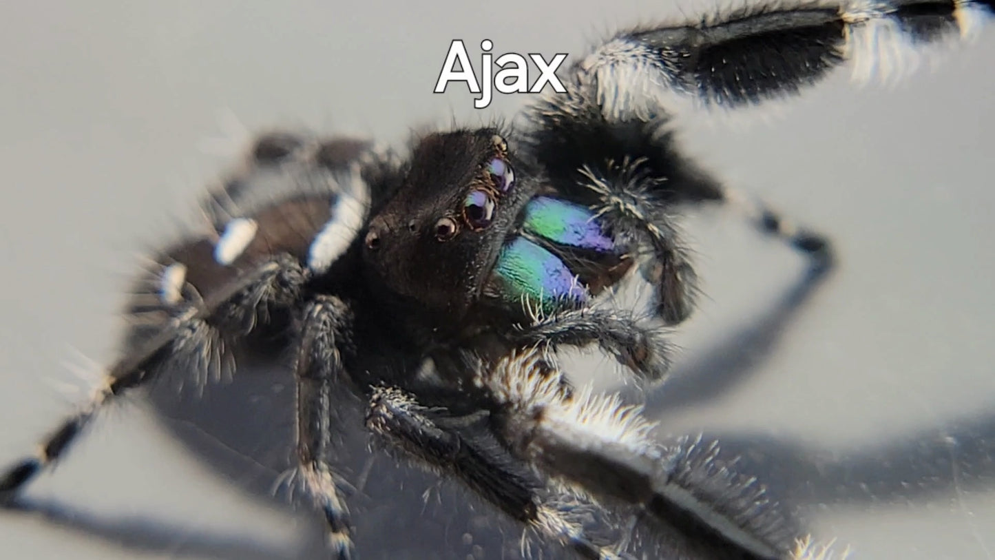 Ajax - Male Regal (Shipping Invoiced Separately)