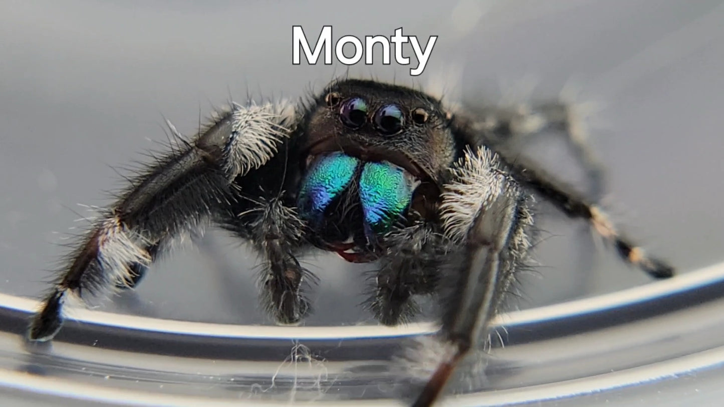 Monty - Male Regal (Shipping Invoiced Separately)