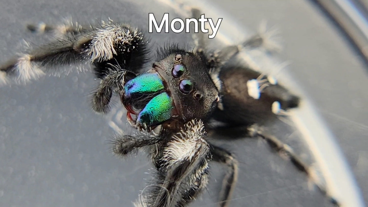 Monty - Male Regal (Shipping Invoiced Separately)