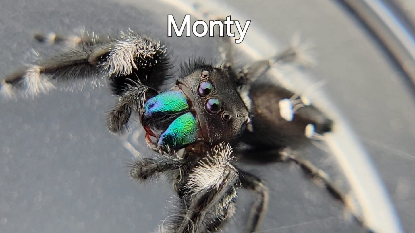 Monty - Male Regal (Shipping Invoiced Separately)