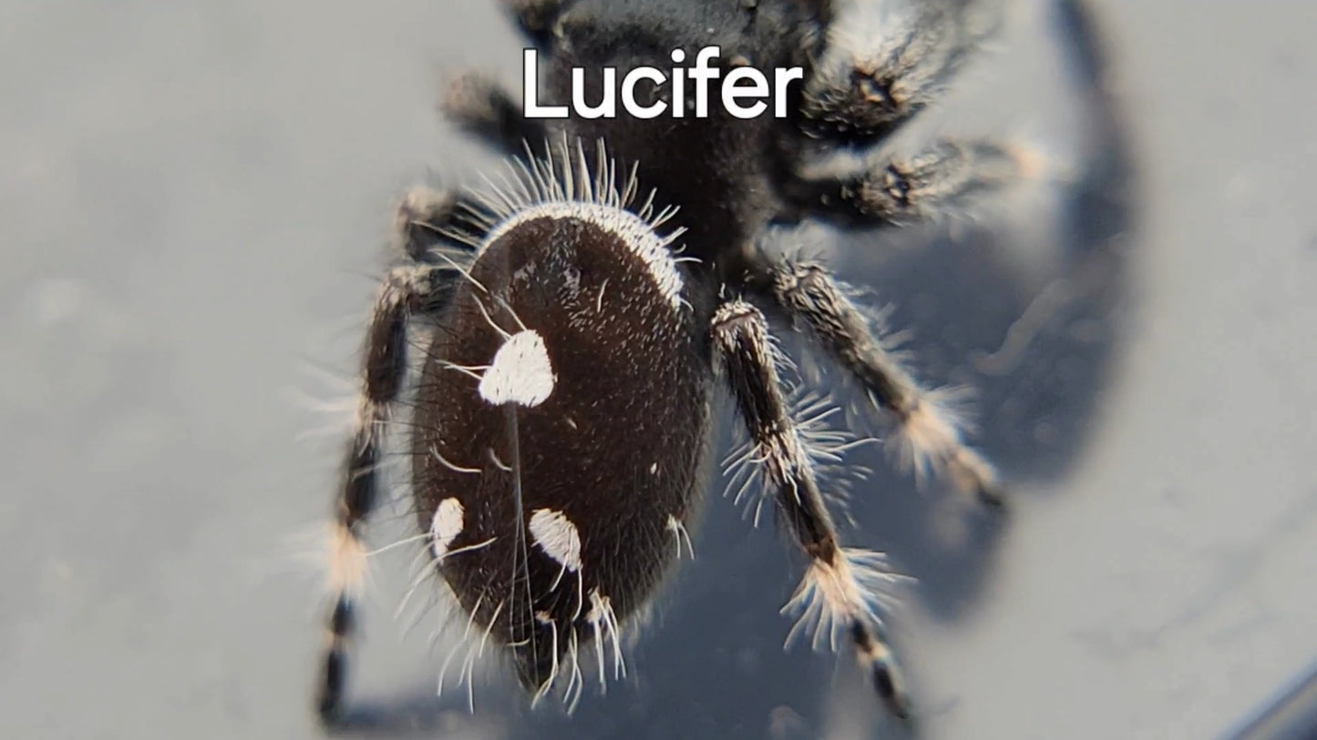 Lucifer - Male Regal (Shipping Invoiced Separately)