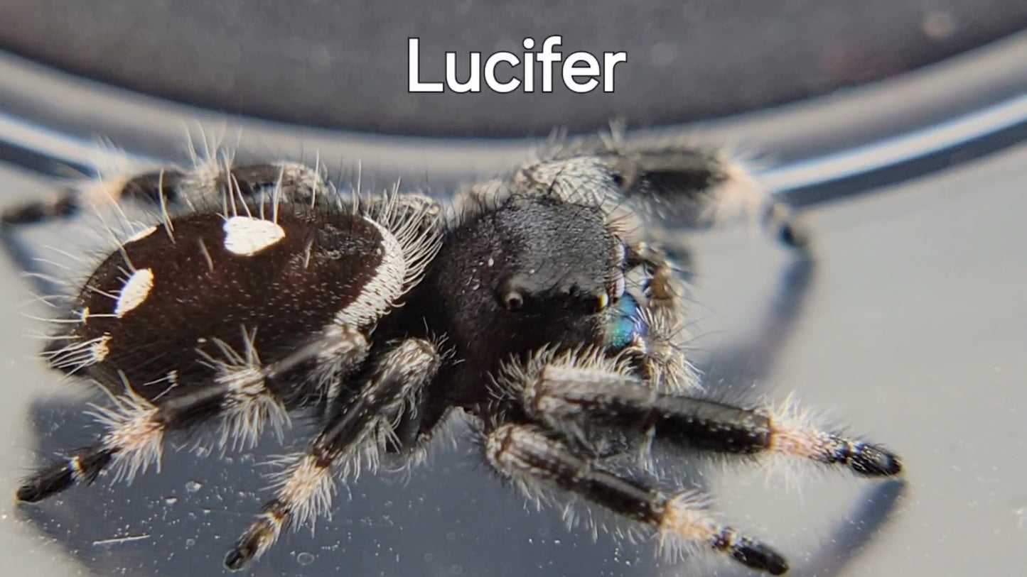 Lucifer - Male Regal (Shipping Invoiced Separately)