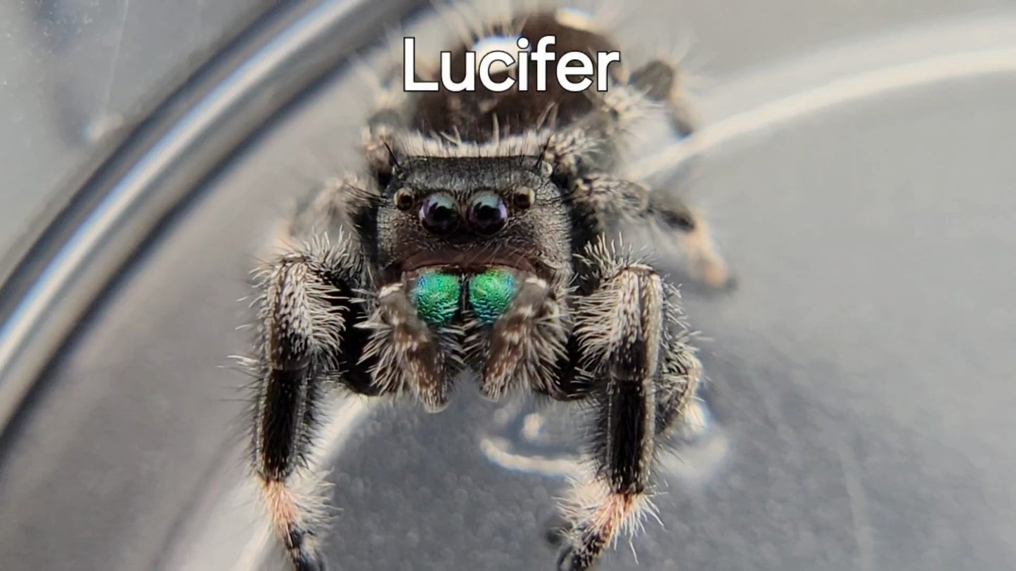 Lucifer - Male Regal (Shipping Invoiced Separately)