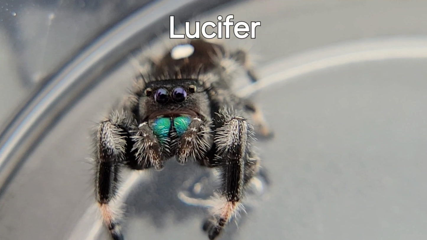 Lucifer - Male Regal (Shipping Invoiced Separately)