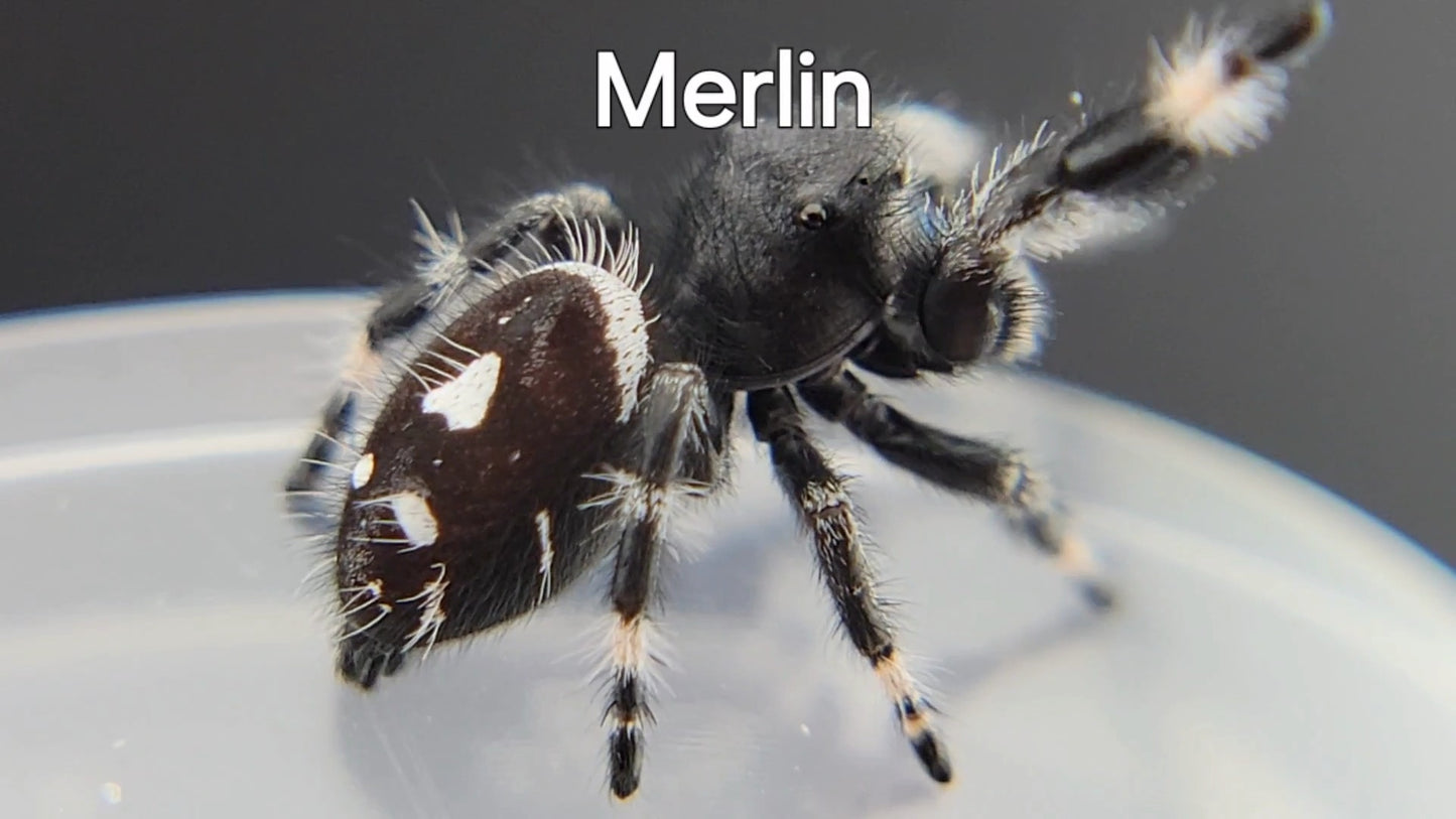 Merlin - Male Regal (Shipping Invoiced Separately)