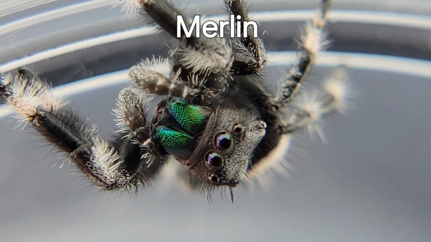 Merlin - Male Regal (Shipping Invoiced Separately)