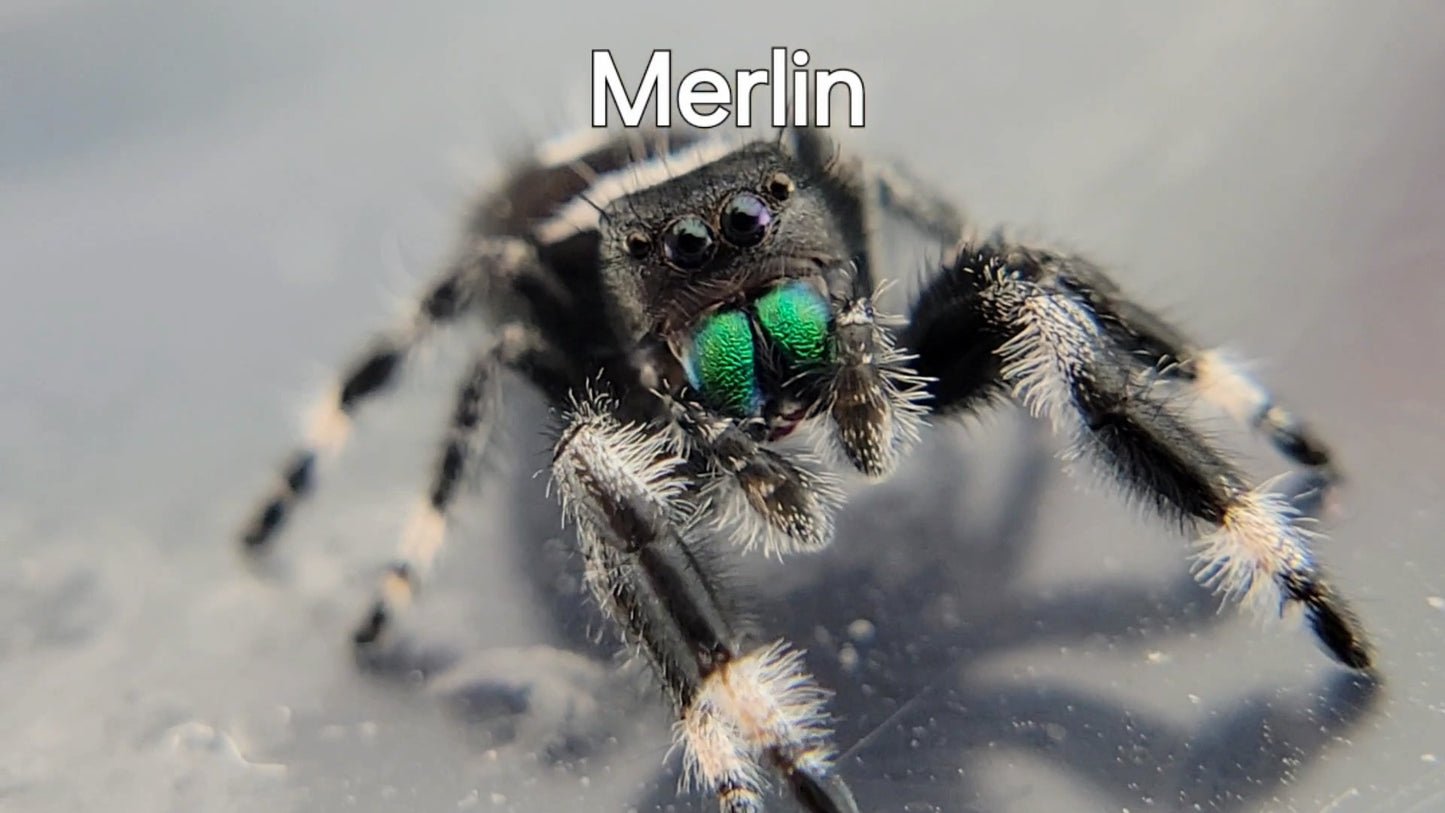 Merlin - Male Regal (Shipping Invoiced Separately)