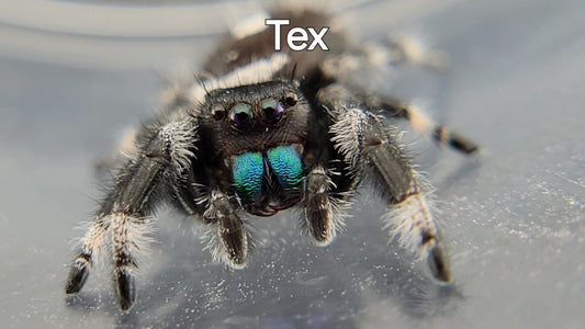 Tex - Male Regal (Shipping Invoiced Separately)