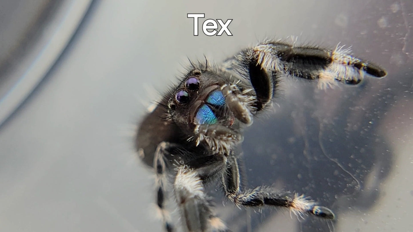 Tex - Male Regal (Shipping Invoiced Separately)