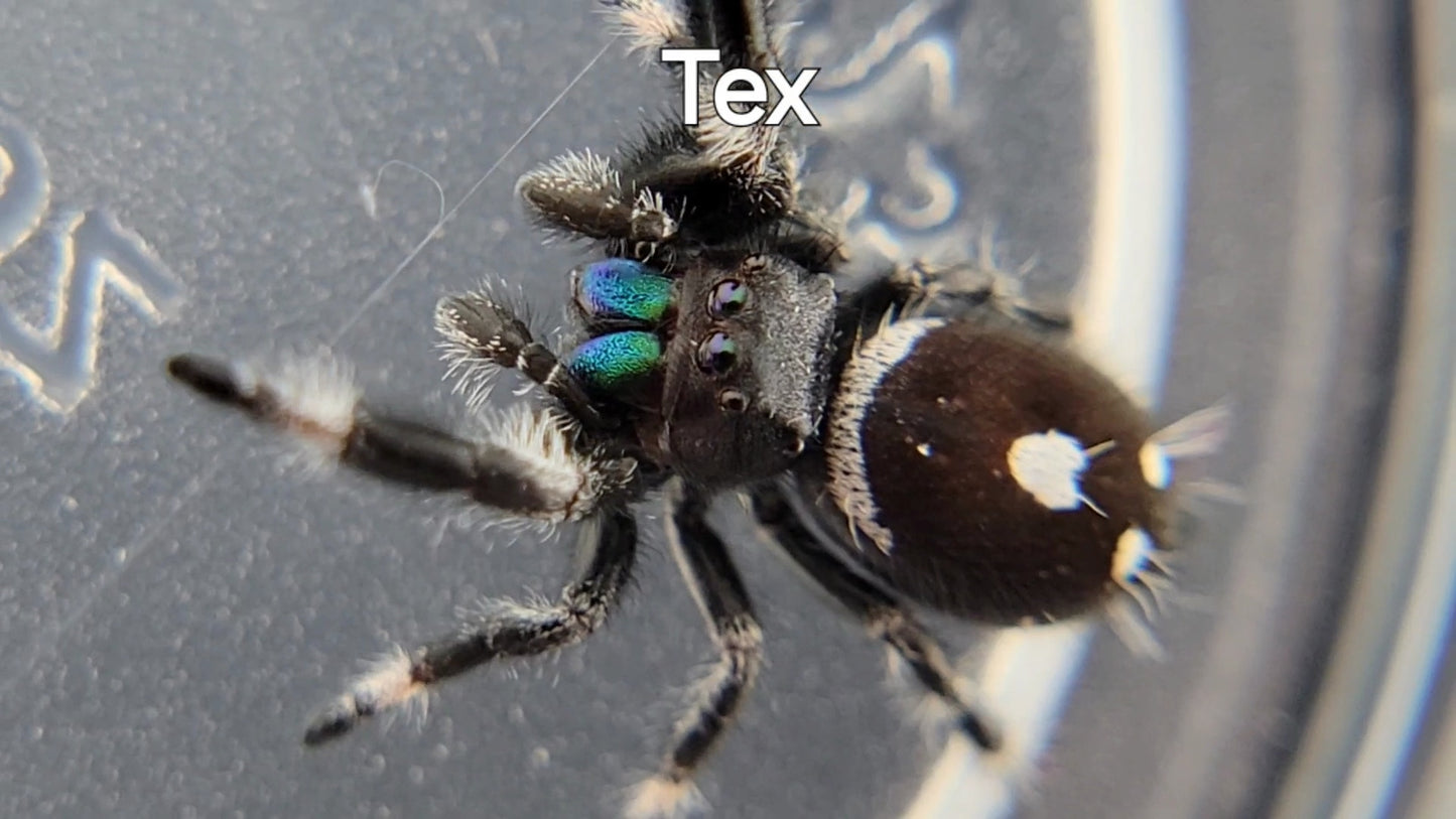 Tex - Male Regal (Shipping Invoiced Separately)